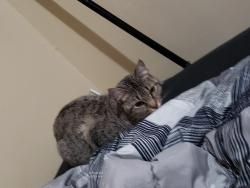 Lost Female Cat last seen Harbor freight on 2441 E Dublin Granville Rd, Columbus, OH 43229. , Columbus, OH 43229