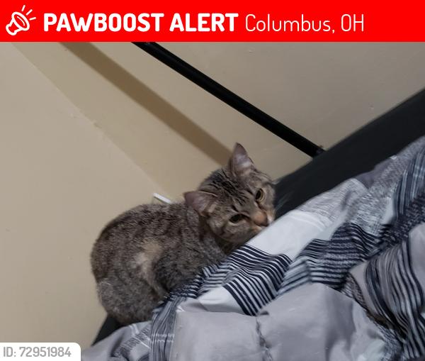 Lost Female Cat last seen Harbor freight on 2441 E Dublin Granville Rd, Columbus, OH 43229., Columbus, OH 43229