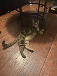 Reunited Female Cat last seen Waialae Circle , Palm Bay, FL 32905