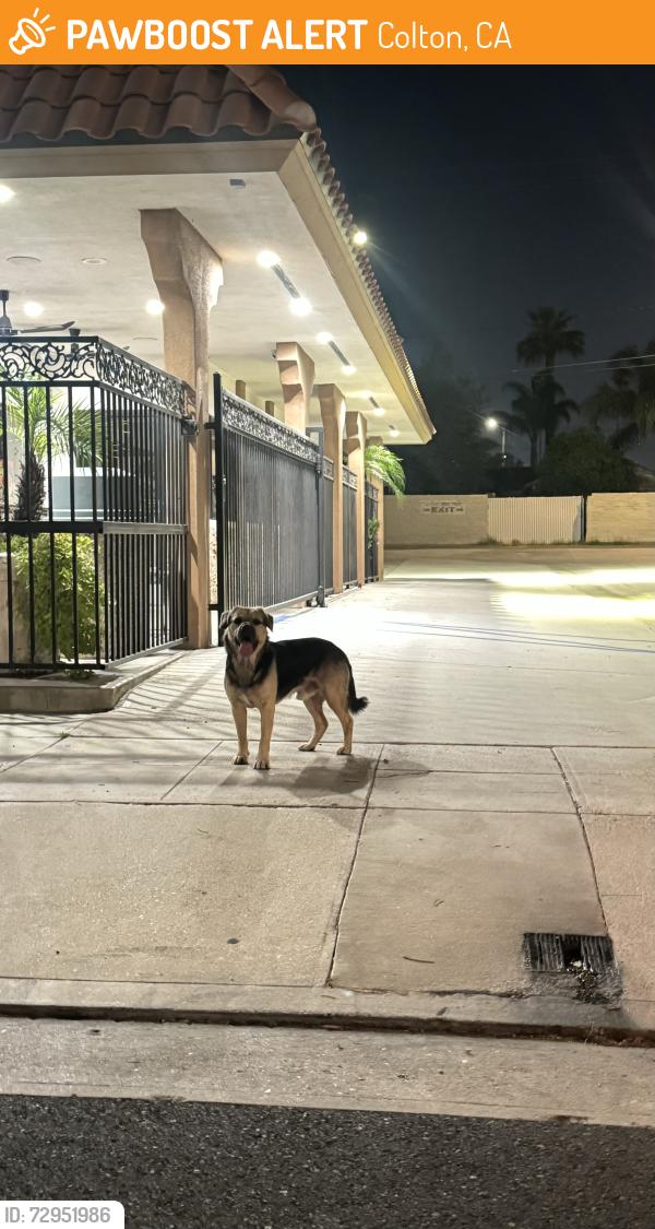 Found/Stray Male Dog last seen W Valley Blvd , Colton, CA 92324