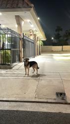 Found/Stray Male Dog last seen W Valley Blvd , Colton, CA 92324