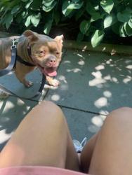 Shelter Stray Male Dog last seen E 174 Street, BRONX, NY, 10452, New York, NY 10029