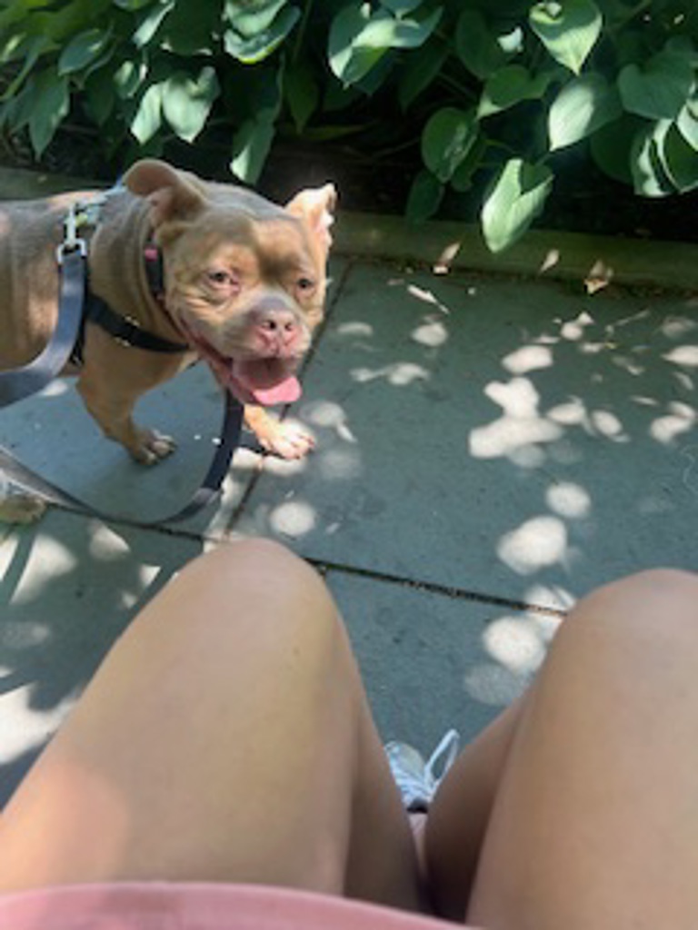 Shelter Stray Male Dog last seen E 174 Street, BRONX, NY, 10452, New York, NY 10029