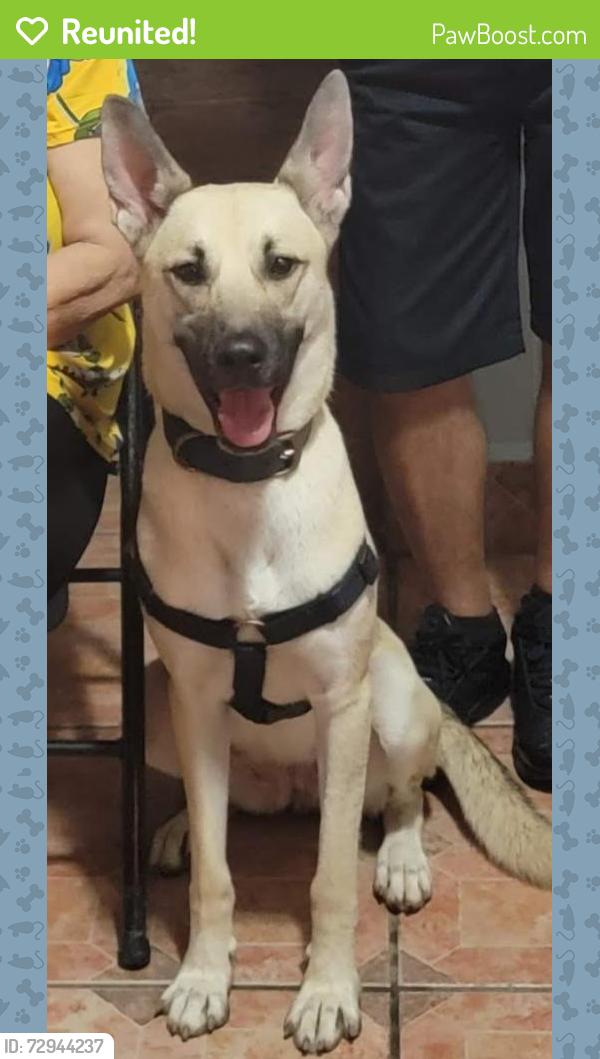 Reunited Female Dog last seen Near calle logroño urbanizacion matienzo citron san juan Puerto rico 00923--2130, San Juan, San Juan 00923
