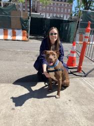 Shelter Stray Male Dog last seen Near Webster Avenue, BRONX, NY, 10467, New York, NY 10029