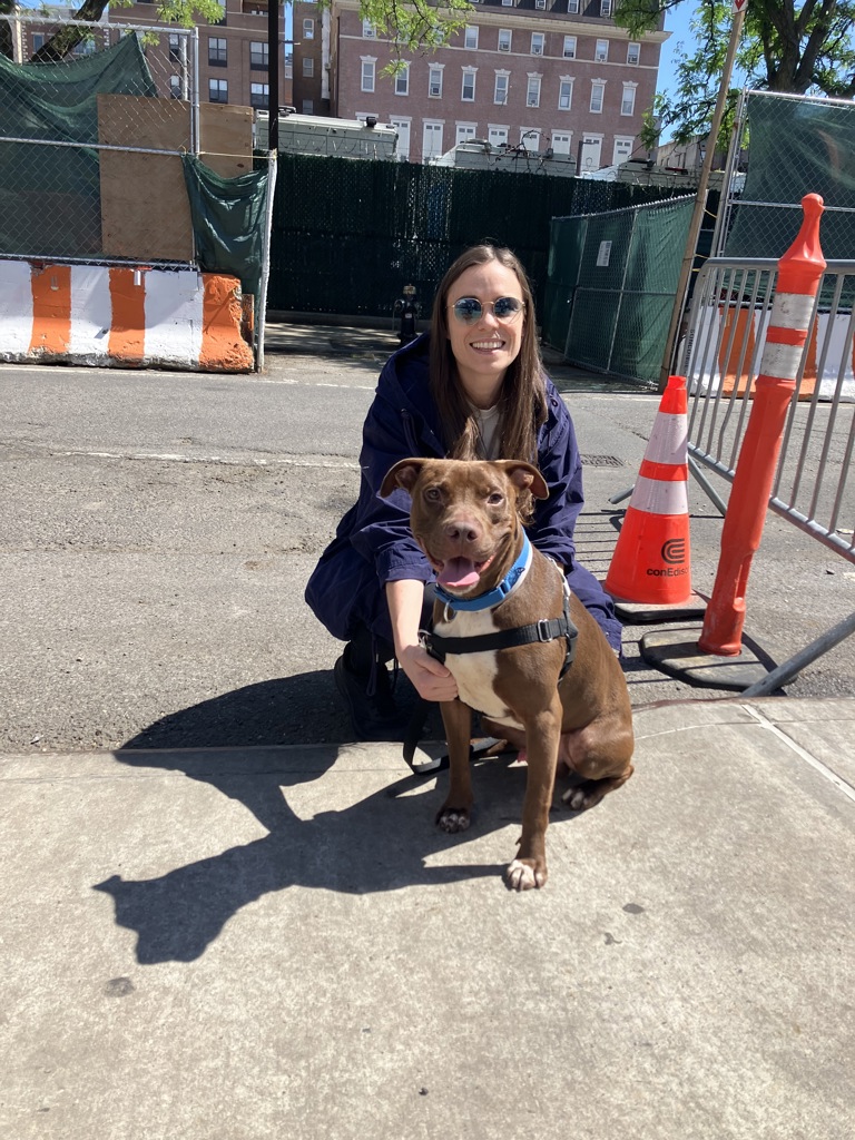 Shelter Stray Male Dog last seen Near Webster Avenue, BRONX, NY, 10467, New York, NY 10029