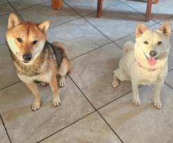 Reunited Unknown Dog last seen Chambray, Moreno Valley, CA 92557
