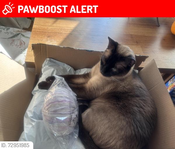 Lost Male Cat last seen Rt 9, Barnegat Township, NJ 08005
