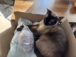 Lost Male Cat last seen Rt 9, Barnegat Township, NJ 08005
