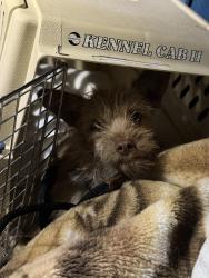Found/Stray Unknown Dog last seen Fort Apache and Sahara , Las Vegas, NV 89117