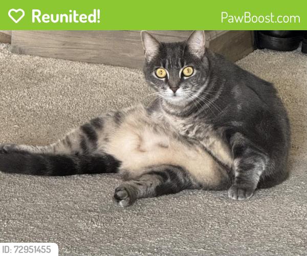Reunited Female Cat last seen Unicornio St, Carlsbad, CA 92009, USA, Carlsbad, CA 92009
