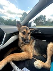 Found/Stray Female Dog last seen Rogers ave & S 21st, Fort Smith, AR 72901