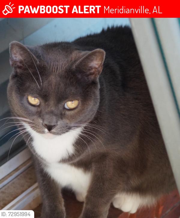 Lost Female Cat last seen Mullins Bend, Meridianville, AL 35759