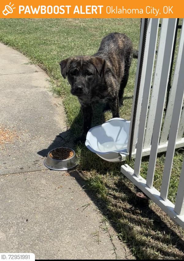 Found/Stray Unknown Dog last seen Sw 60th and Barnes, Oklahoma City, OK 73159