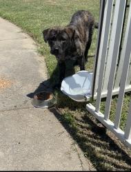 Found/Stray Unknown Dog last seen Sw 60th and Barnes, Oklahoma City, OK 73159