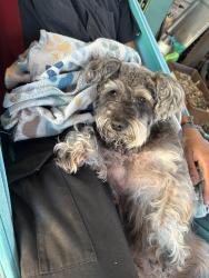 Reunited Female Dog last seen Hobson Way, Lyman, SC, Lyman, SC 29365