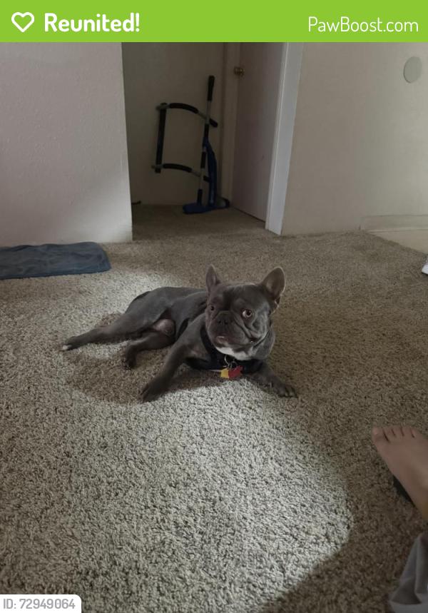 Reunited Male Dog last seen S Veach Ave, Manteca, CA 95337, USA, Manteca, CA 95337