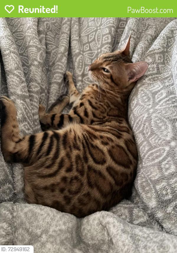 Reunited Female Cat last seen Acadia Ln NE & Bryce Canyon , Rio Rancho, NM 87144