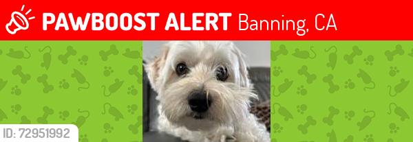 Lost Female Dog last seen mountain ave willson st banning , Banning, CA 92220