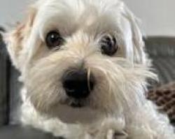Lost Female Dog last seen mountain ave willson st banning , Banning, CA 92220
