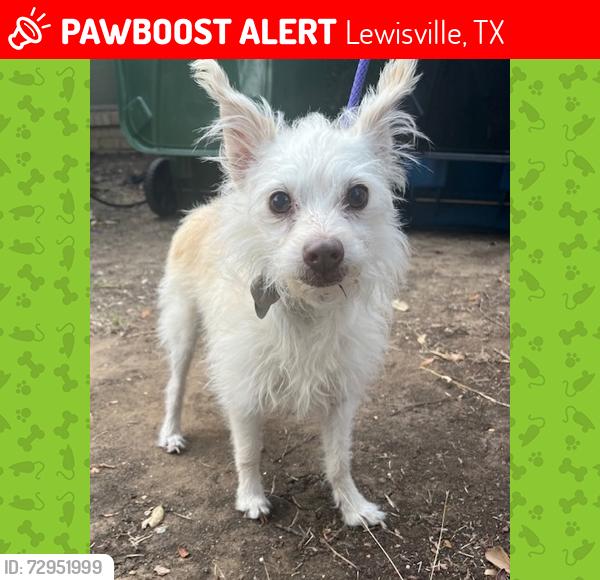 Lost Male Dog last seen Fox Avenue & Marblehead , Lewisville, TX 75067