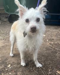 Lost Male Dog last seen Fox Avenue & Marblehead , Lewisville, TX 75067
