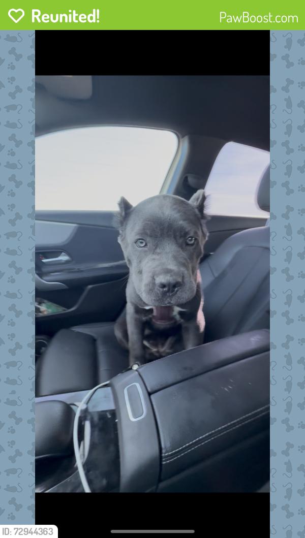 Reunited Female Dog last seen BevMo lone tree way, Antioch, CA 94531