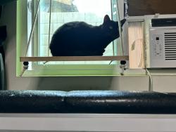 Reunited Female Cat last seen Maine / Olive , Baldwin Park, CA 91706