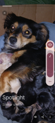 Lost Female Dog last seen Esperanza and spence, Los Angeles, CA 90023