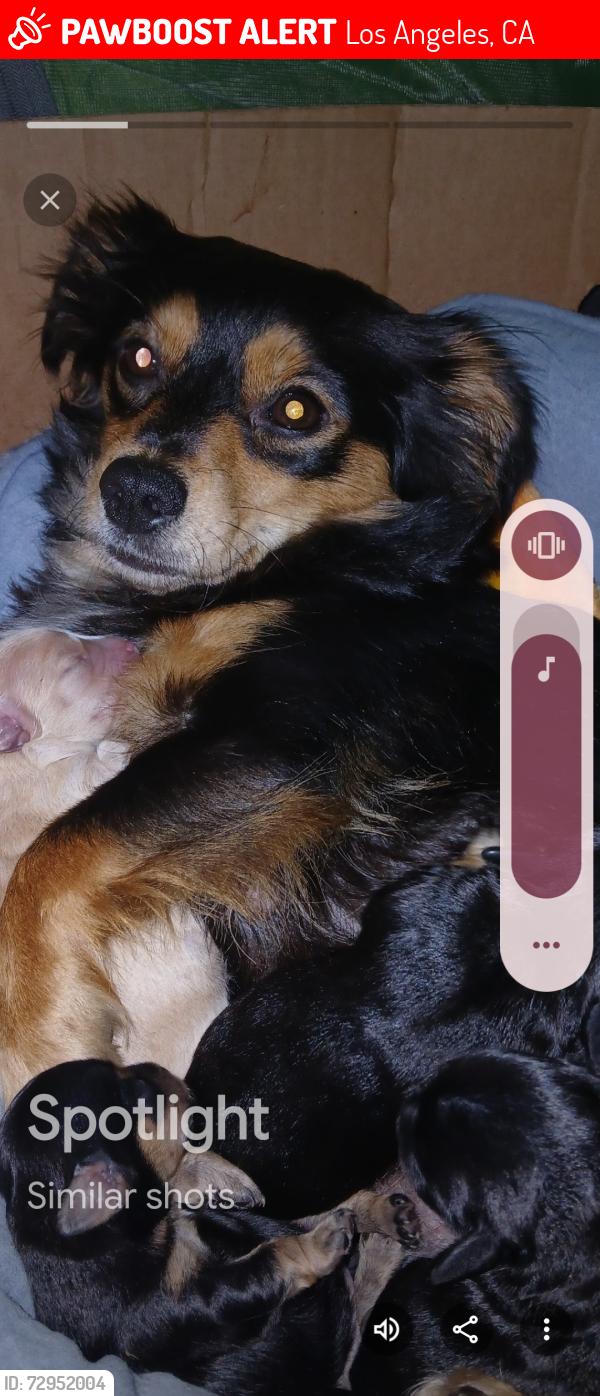 Lost Female Dog last seen Esperanza and spence, Los Angeles, CA 90023