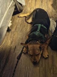 Reunited Female Dog last seen Polk 8th st, Wichita Falls, TX 76301