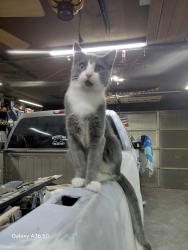 Reunited Male Cat last seen Page ave , Jackson, MI 49203