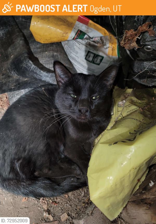 Found/Stray Unknown Cat last seen Near North Wall Ave, Ogden, UT, Ogden, UT 84404