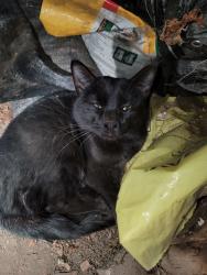 Found/Stray Unknown Cat last seen Near North Wall Ave, Ogden, UT, Ogden, UT 84404