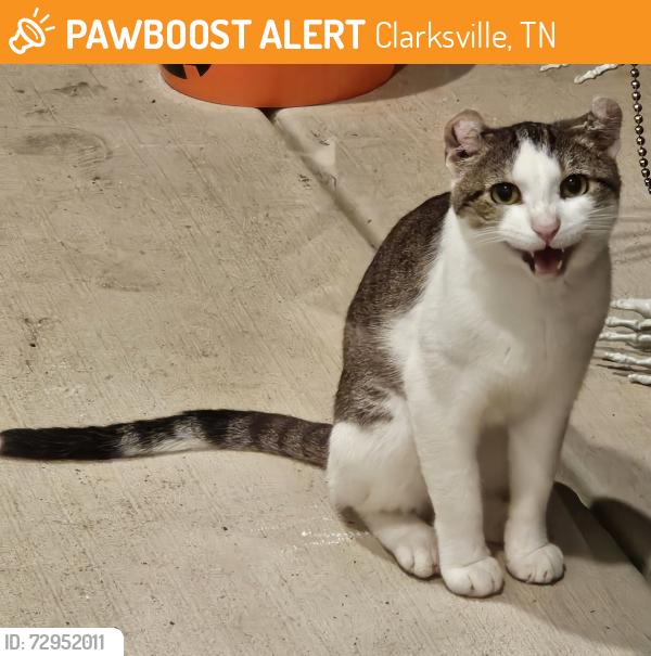 Found/Stray Male Cat last seen Mills Creek Subdivision (Off Peacher's Mill), Clarksville, TN 37042