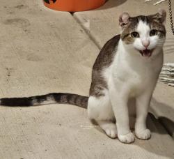 Found/Stray Male Cat last seen Mills Creek Subdivision (Off Peacher's Mill), Clarksville, TN 37042