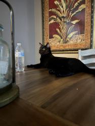 Reunited Male Cat last seen Ladera drive , Bethel Park, PA 15102