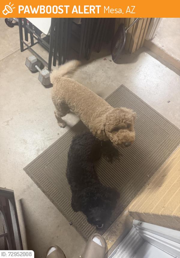 Found/Stray Female Dog last seen Alma school & Mcllelan , Mesa, AZ 85201