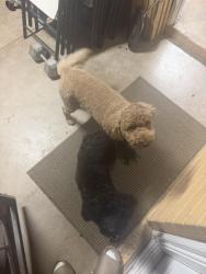 Found/Stray Female Dog last seen Alma school & Mcllelan , Mesa, AZ 85201