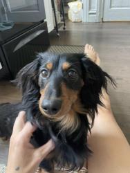 Lost Male Dog last seen Great Saltair, Magna, UT 84116