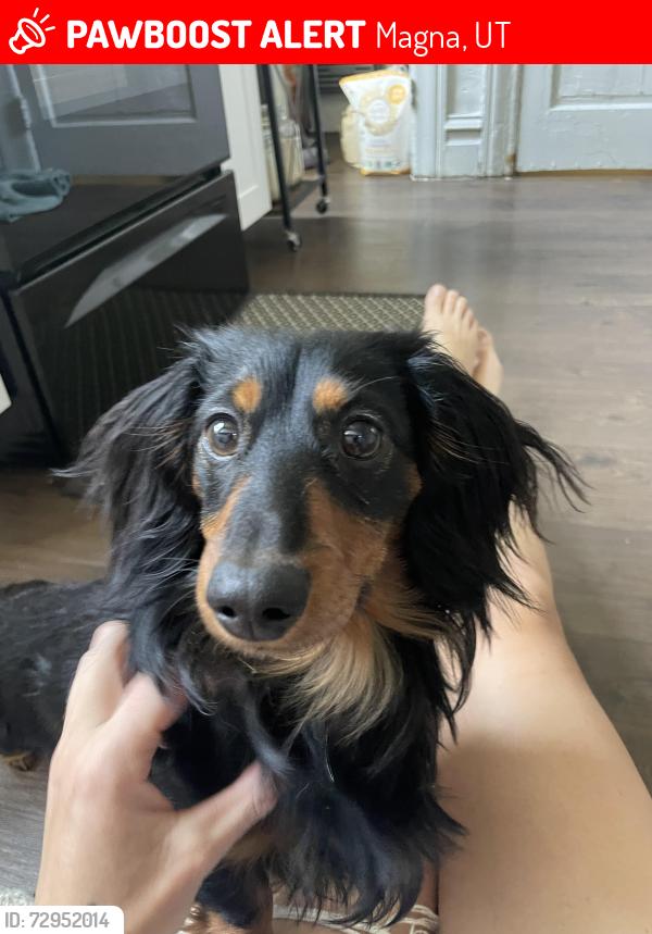 Lost Male Dog last seen Great Saltair, Magna, UT 84116