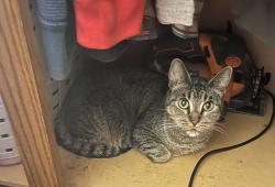 Lost Female Cat last seen Redondo street , Odessa, TX 79764