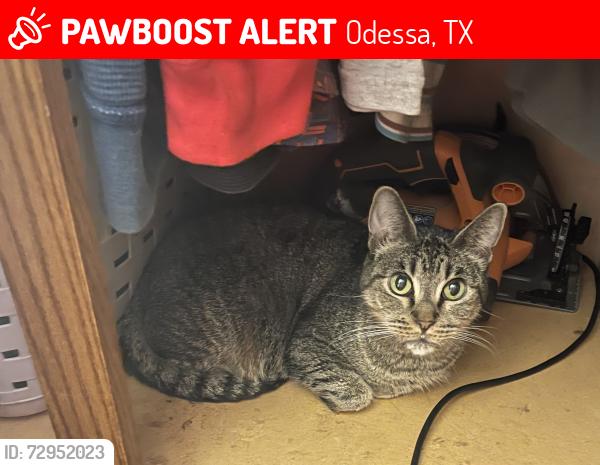 Lost Female Cat last seen Redondo street , Odessa, TX 79764