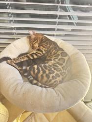 Reunited Female Cat last seen Amigo st, Henderson, NV 89052