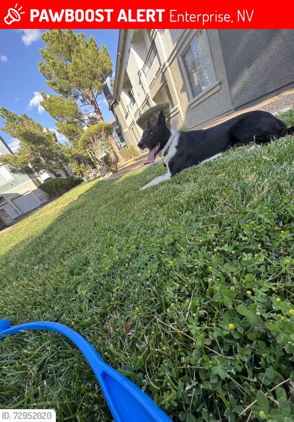 Lost Female Dog last seen Lost on Pollock Street side of the Complex inside of the (Milan apmt s) address (875 E Silverado Ranch Blvd) , Enterprise, NV 89183