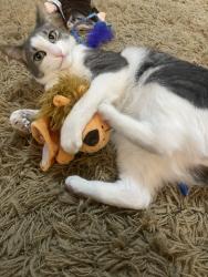Lost Male Cat last seen Dysart and W Colter, Litchfield Park,AZ, Litchfield Park, AZ 85340
