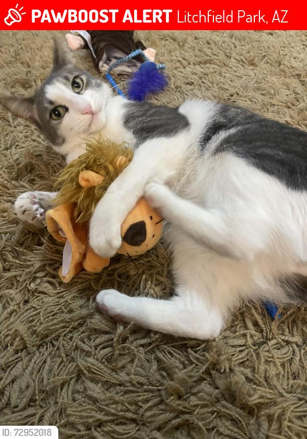 Lost Male Cat last seen Dysart and W Colter, Litchfield Park,AZ, Litchfield Park, AZ 85340