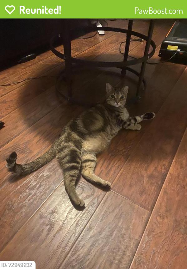 Reunited Female Cat last seen Waialae Circle , Palm Bay, FL 32905