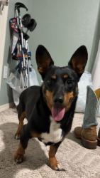Reunited Female Dog last seen Near Holly Rd, Corpus Christi, TX 78415, USA, Corpus Christi, TX 78415