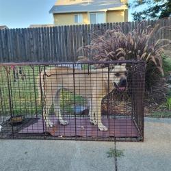 Shelter Stray Female Dog last seen INSKIP DR/ TANOWA CT, 95828, Sacramento, CA 95827